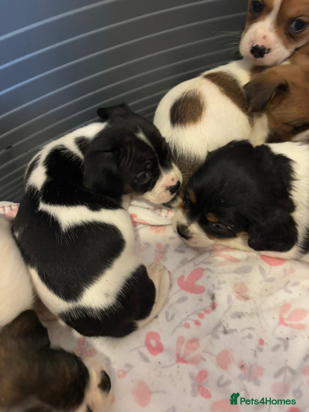 Mixed Breed dogs for sale: Lovely caver jack puppies for sale  - Advert 6
