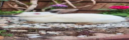 Mixed Breed rabbits for sale: Rabbits in Birmingham - Advert 5