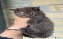 British Shorthair cats for sale: British rainbow shorthair kittens - Image 16