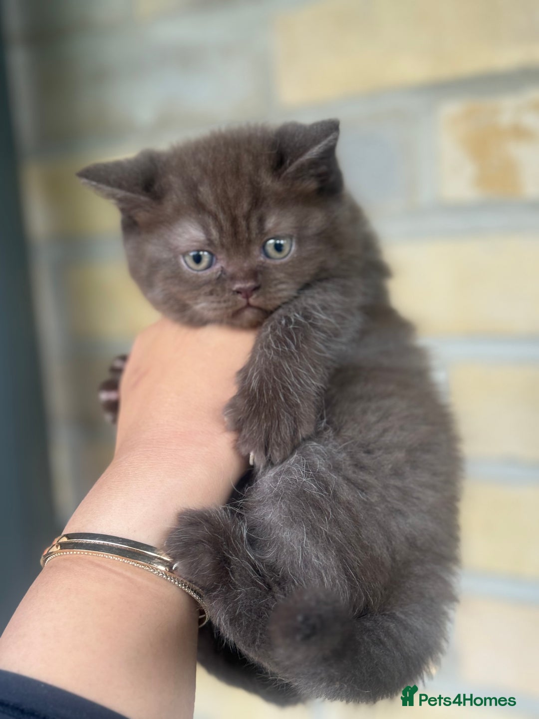 British Shorthair cats for sale: British rainbow shorthair kittens - Image 16