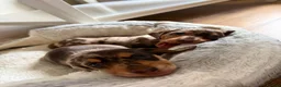 Miniature Dachshund dogs for sale: Miniature Dachshund dapple 1 boy 1 girl  in Skelmersdale - Advert 3