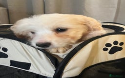 Mixed Breed dogs for sale: Maltichon Maltese x hi hon puppy  - Image 3