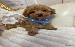 Maltipoo dogs for sale: Exquisite tiny F1 Toy Maltipoo puppies 🐶 🧸  - Image 22