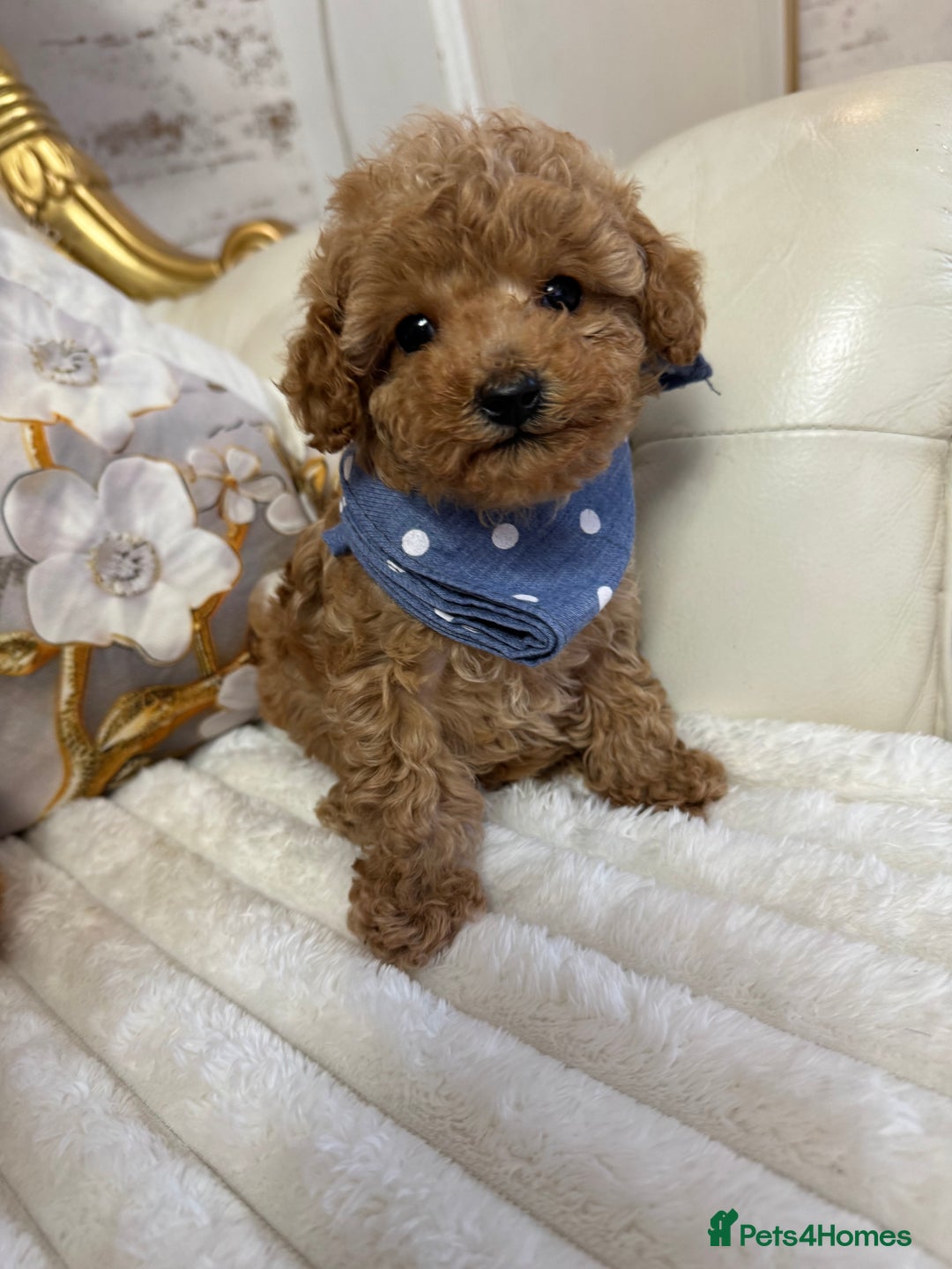 Maltipoo dogs for sale: Exquisite tiny F1 Toy Maltipoo puppies 🐶 🧸  - Image 22