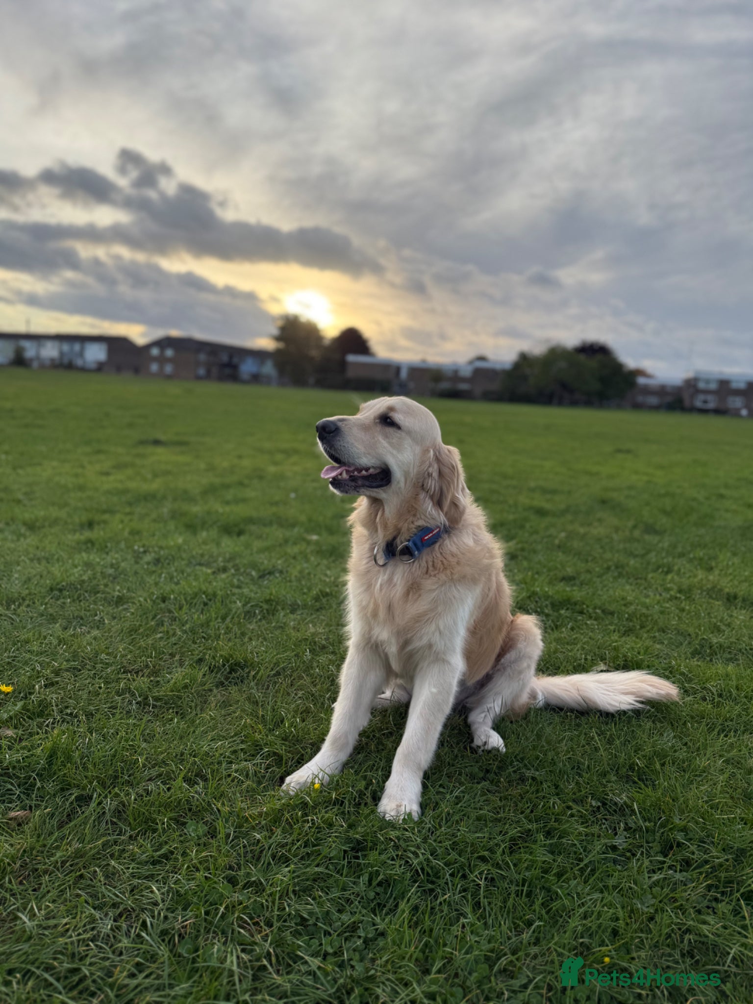 Golden Retriever dogs Giving up my dog of 4 years Called Teddy  - Advert 15