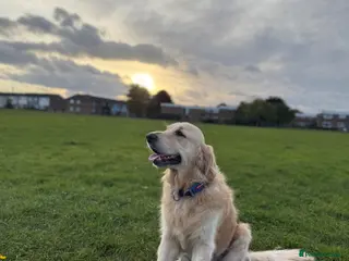 Golden Retriever dogs Giving up my dog of 4 years Called Teddy - Advert 1