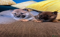 Japanese Shiba Inu dogs for sale: K.C reg Japanese Shiba Inu Puppies - Image 11