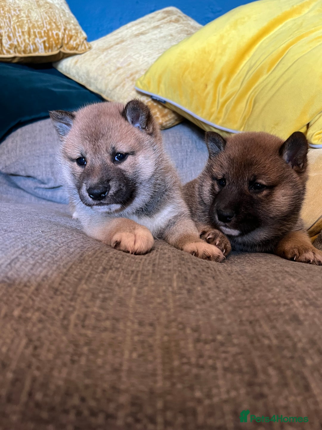 Japanese Shiba Inu dogs for sale: K.C reg Japanese Shiba Inu Puppies - Image 11