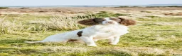 English Springer Spaniel dogs for sale: KC Registered English Springer Spaniel Puppies - Advert 10