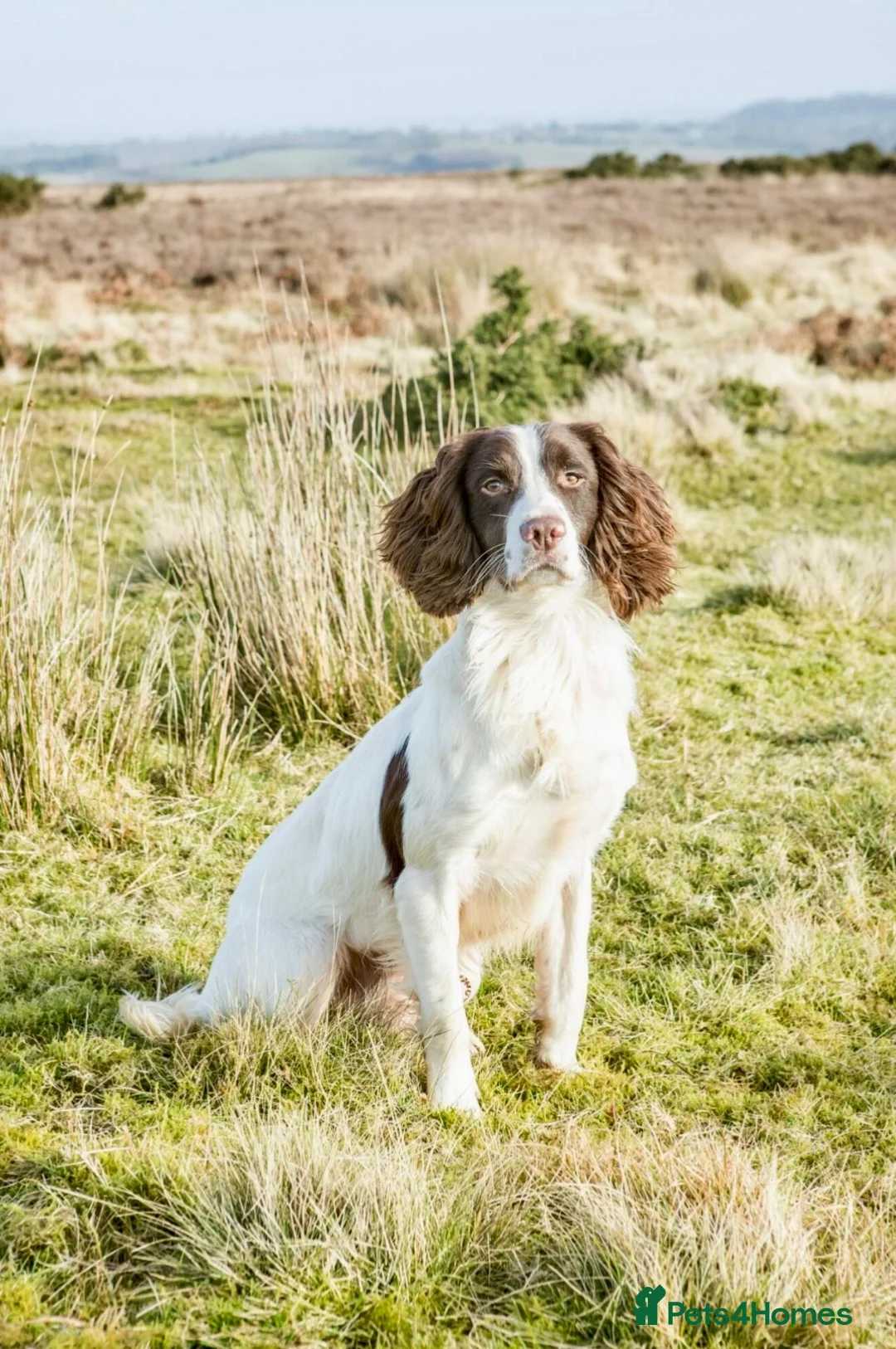 English Springer Spaniel dogs for sale: KC Registered English Springer Spaniel Puppies - Advert 10