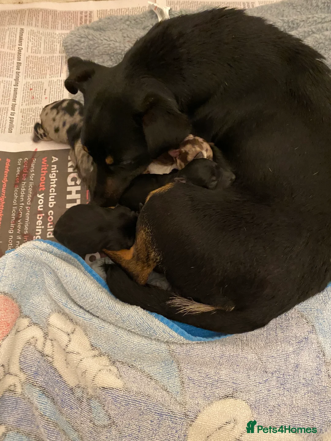 Jack Russell dogs for sale: 5 beautiful jack russell puppies  - Advert 2