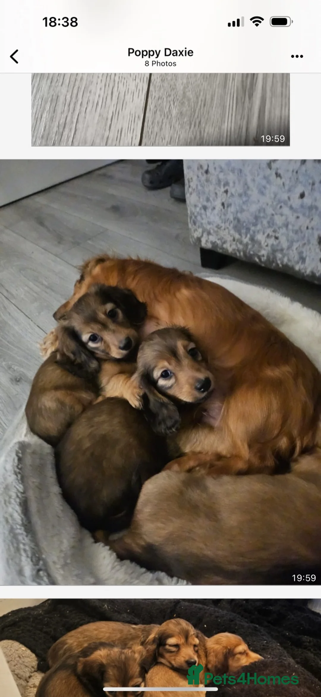 Miniature Dachshund dogs for stud: ee Cream Longhaired Miniature Dachshund for Stud in Helensburgh - Advert 15