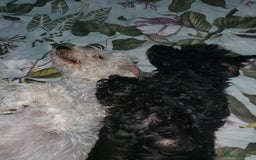 Cavapoo dogs for sale: Beautiful cavapoo - Image 6