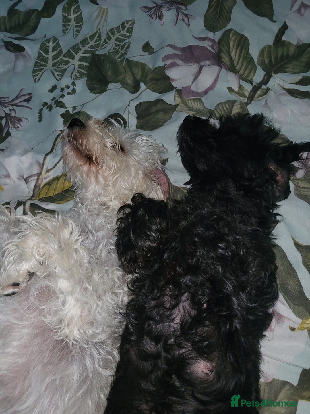 Cavapoo dogs for sale: Beautiful cavapoo - Image 6