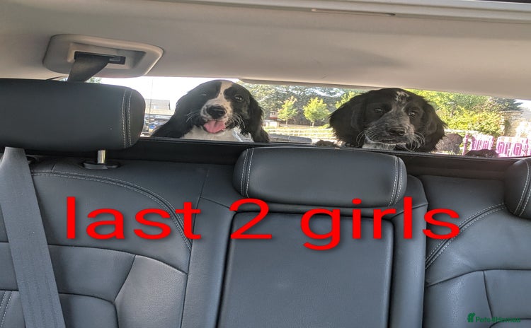 Cocker Spaniel dogs - Advert 6