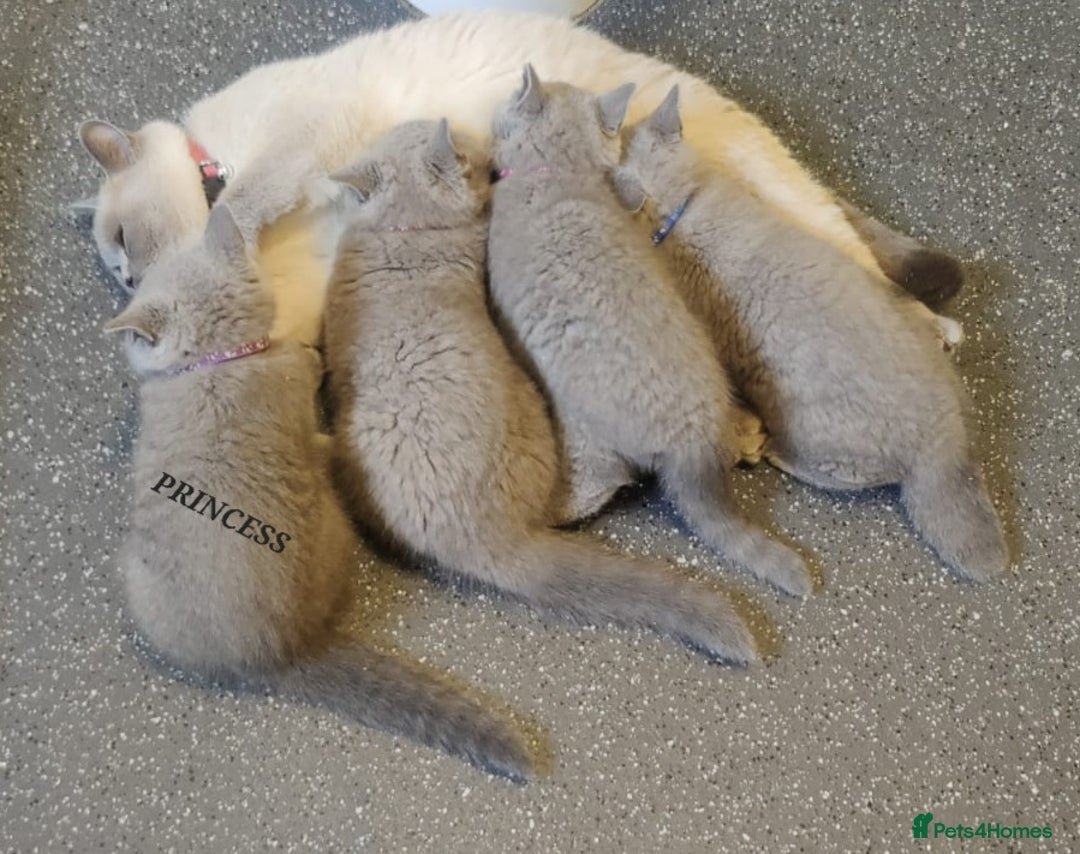 British Shorthair cats for sale: WOW🔥CH🏆SIRED❤️‍🔥GCCF REG KITTEN in Dudley - Image 6