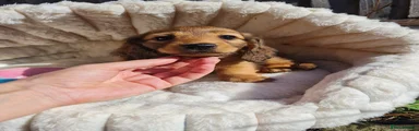 Dachshund 1