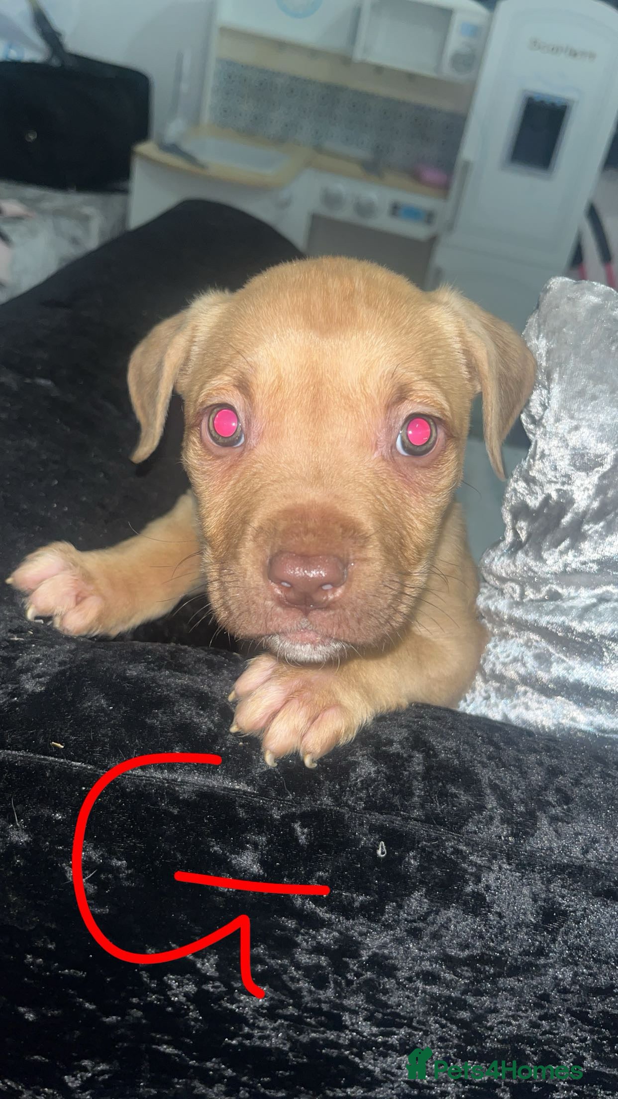 Mixed Breed dogs  Chunky Staffy x Cane Corso Puppies  - Advert 1