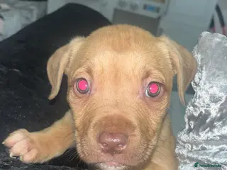 Mixed Breed dogs Chunky Staffy x Cane Corso Puppies - Advert 1