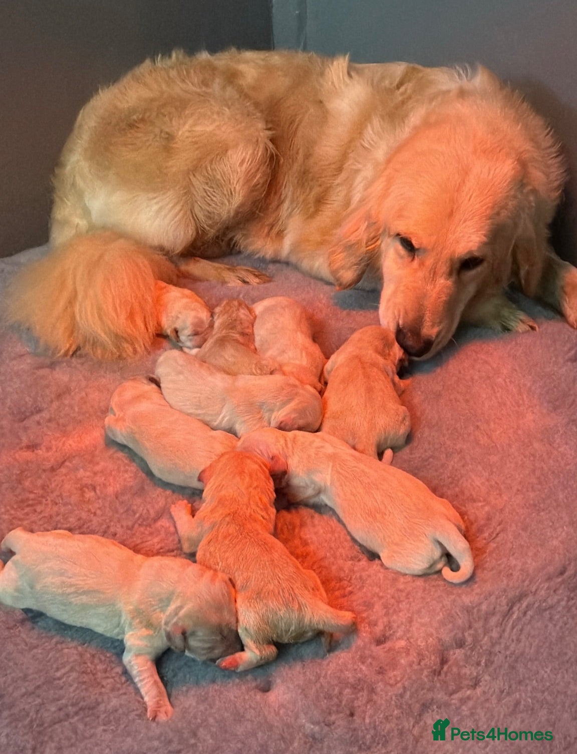 Golden Retriever dogs Golden Retriever Pups - Gorgeous  - Advert 2