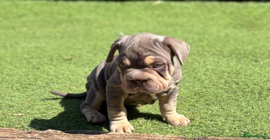 Mixed Breed dogs - Advert 16
