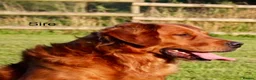 Golden Retriever dogs for sale: Gorgeous red golden retrievers  - Advert 3