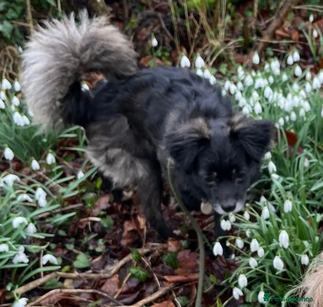 Mixed Breed dogs for adoption: Lira  in Market Harborough - Advert 2