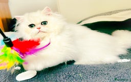 Persian cats for sale: Rare beauty chinchilla persian male kitten - Image 2