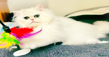 Persian cats Rare beauty chinchilla persian male kitten - Advert 12