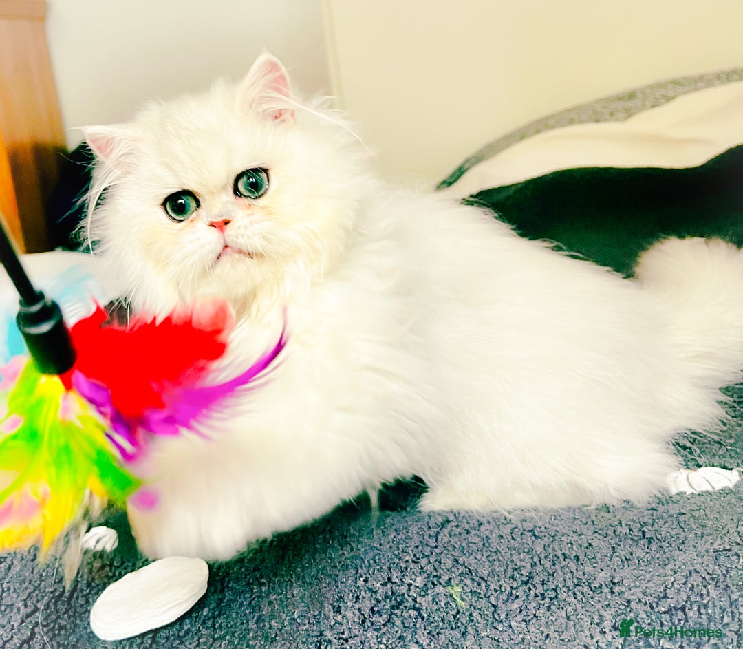 Persian cats for sale: Rare beauty chinchilla persian male kitten - Image 2