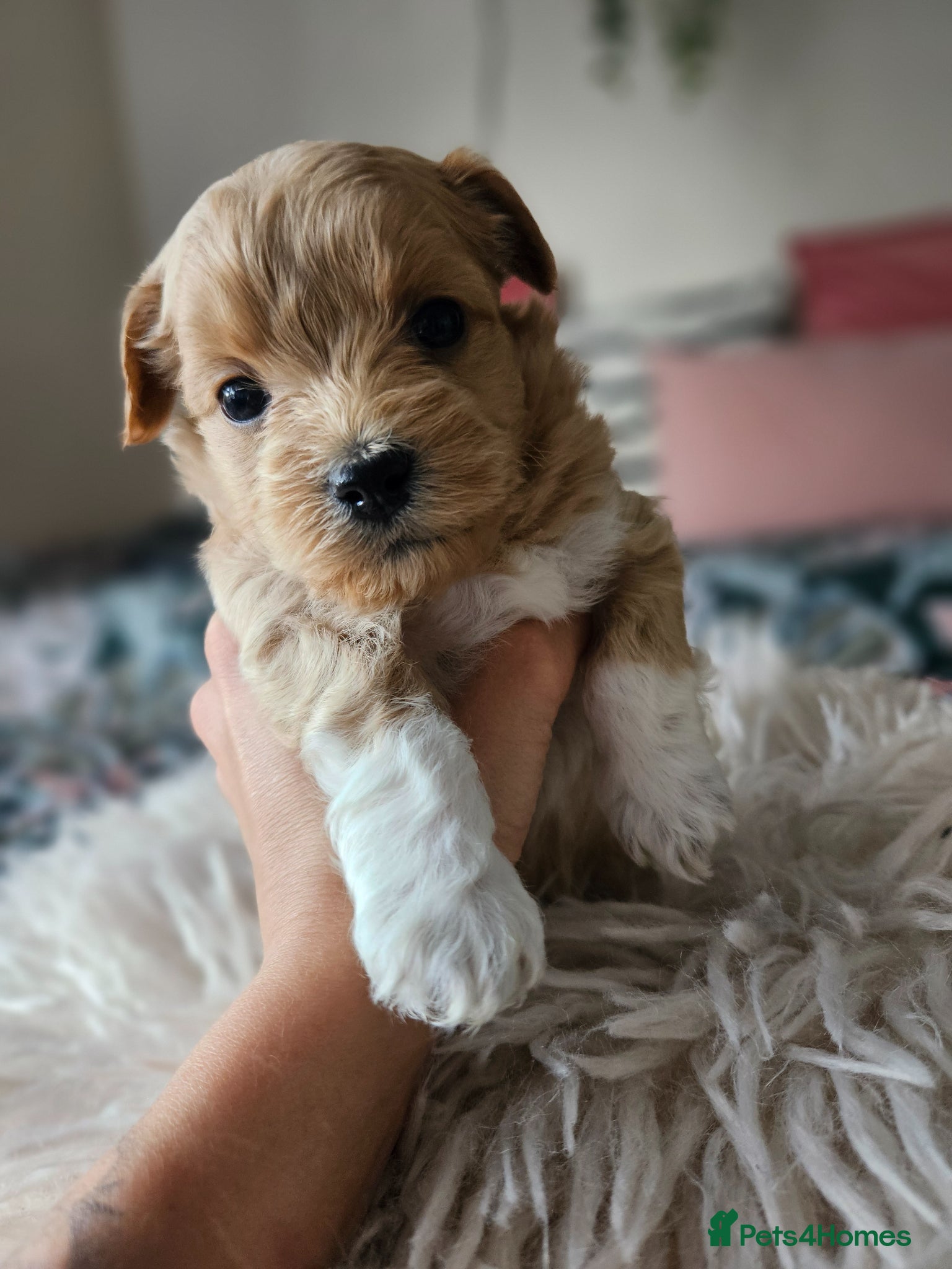 Maltipoo dogs for sale: Cute Small Maltipoos F1  - Advert 9