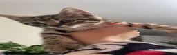Mixed Breed cats for sale: 3 baby cats 💙💙🩷 - Advert 3