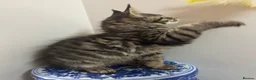 Maine Coon cats for sale: Licensed breeder-maine coon kittens - Advert 16