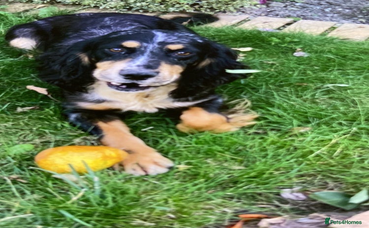 Cocker Spaniel dogs - Advert 9