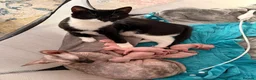 Sphynx cats for sale: 5 stunning sphynx kittens and 1 crazy one - Advert 11