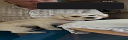 Zuchon dogs for sale: Zuchon (teddy bear bread ) - Advert 2