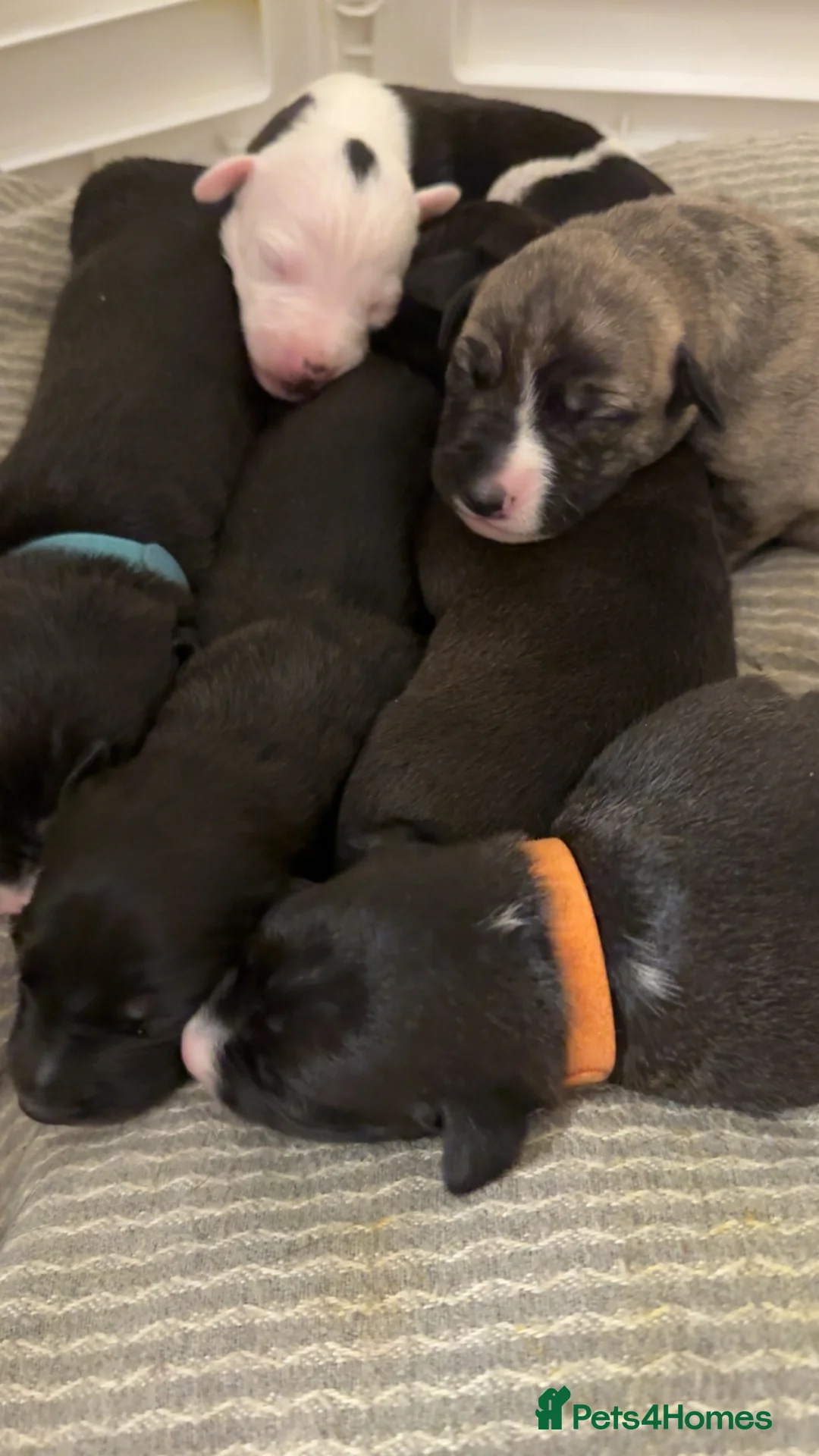 Mixed Breed dogs for sale: 75% Lurcher 25% Cane Corso Puppies - Advert 9