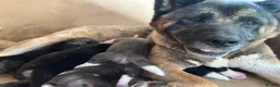 Akita dogs for sale: Akita puppy’s  - Advert 16