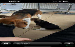 Beagle dogs for sale: Beagle puppies - Image 5