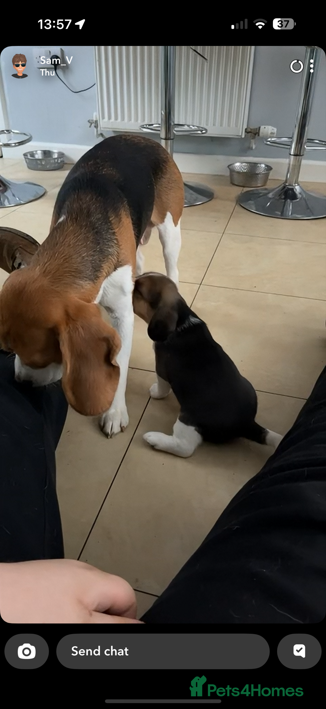 Beagle dogs for sale: Beagle puppies - Image 5