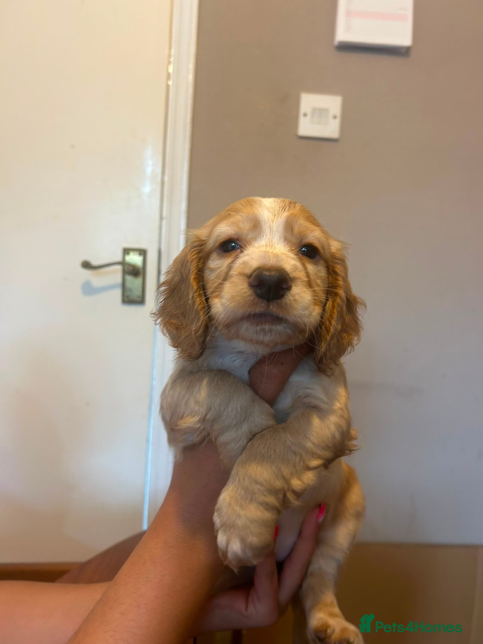 Mixed Breed dogs for sale: Adorable Family Raised Puppies Looking for Homes - Advert 28