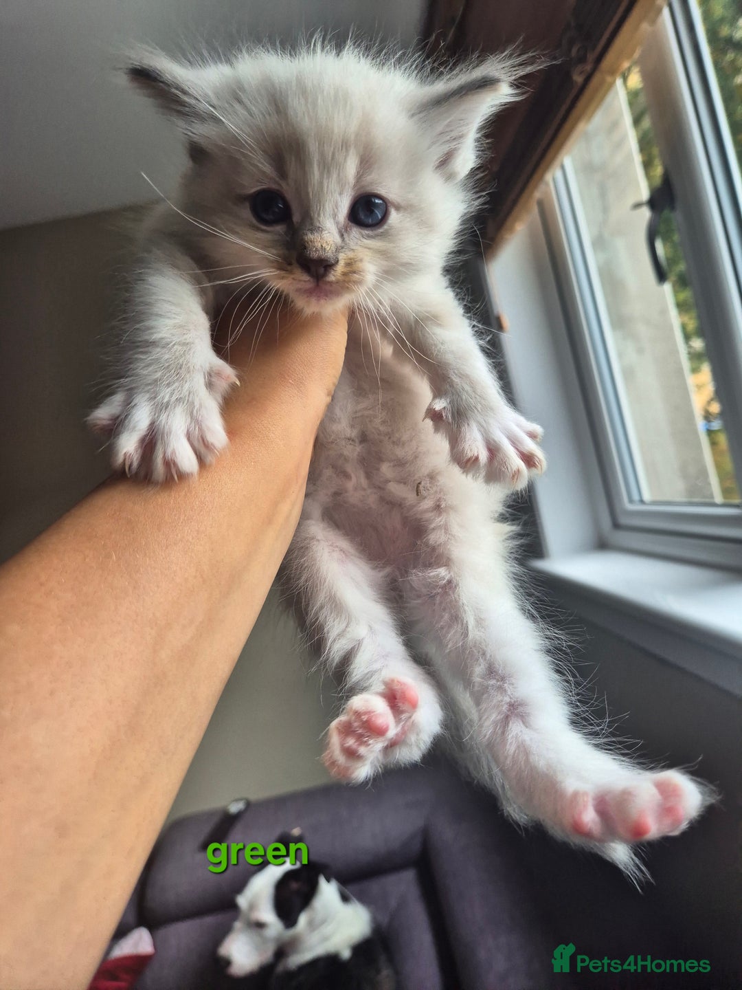 Ragdoll cats for sale:  🐾✨ Ragdoll Kittens! ✨🐾  - Image 2