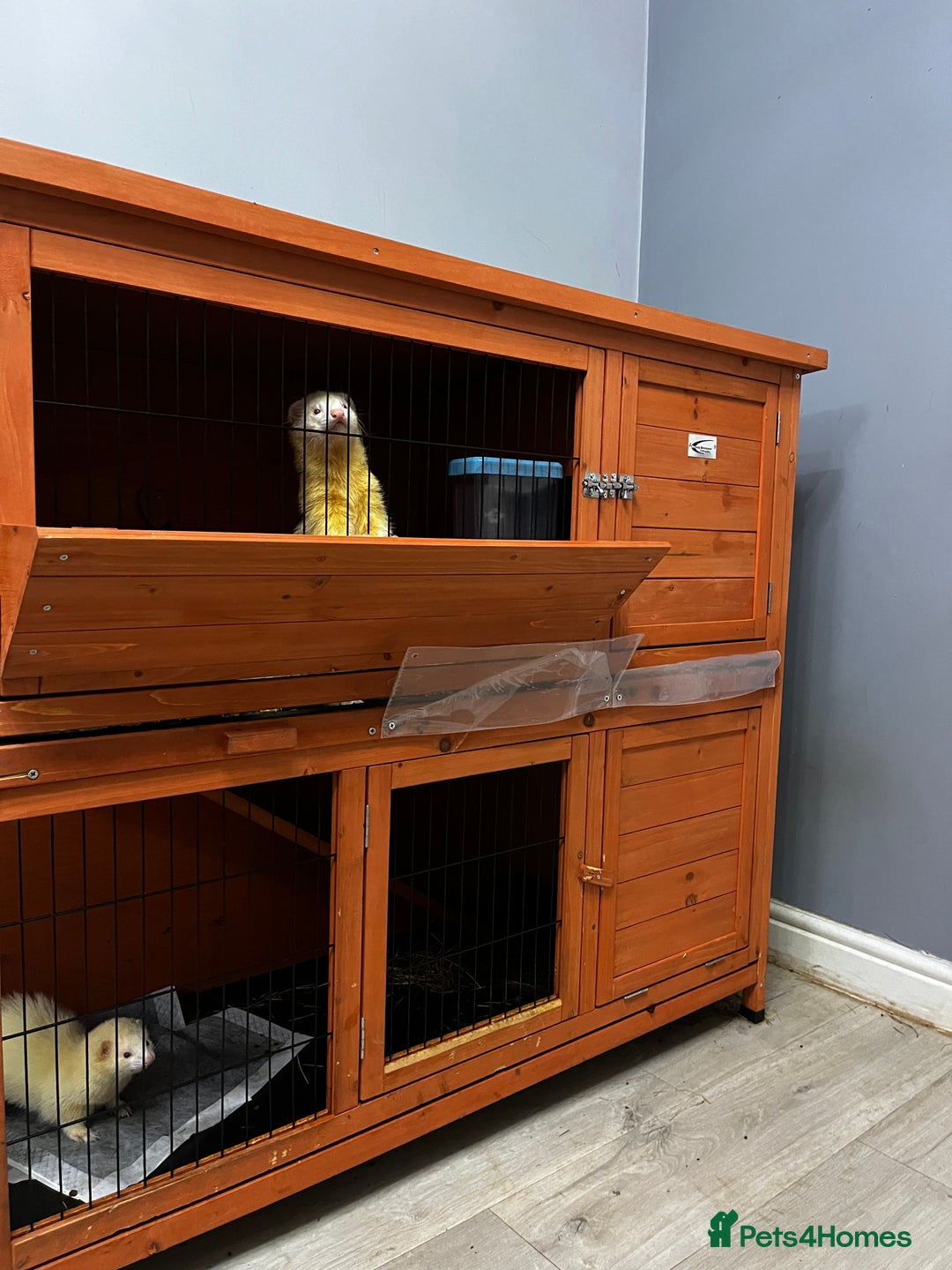 Ferret rodents for sale: 2 ferrets looking for a new home. - Advert 4