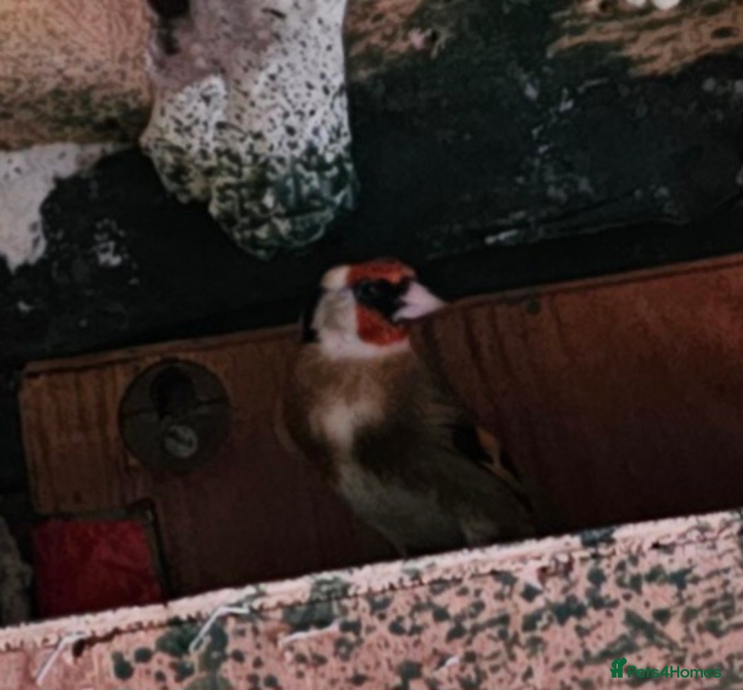 Budgerigars birds for sale: Goldfinch and  Canarys and budgies and cockatiels - Advert 2