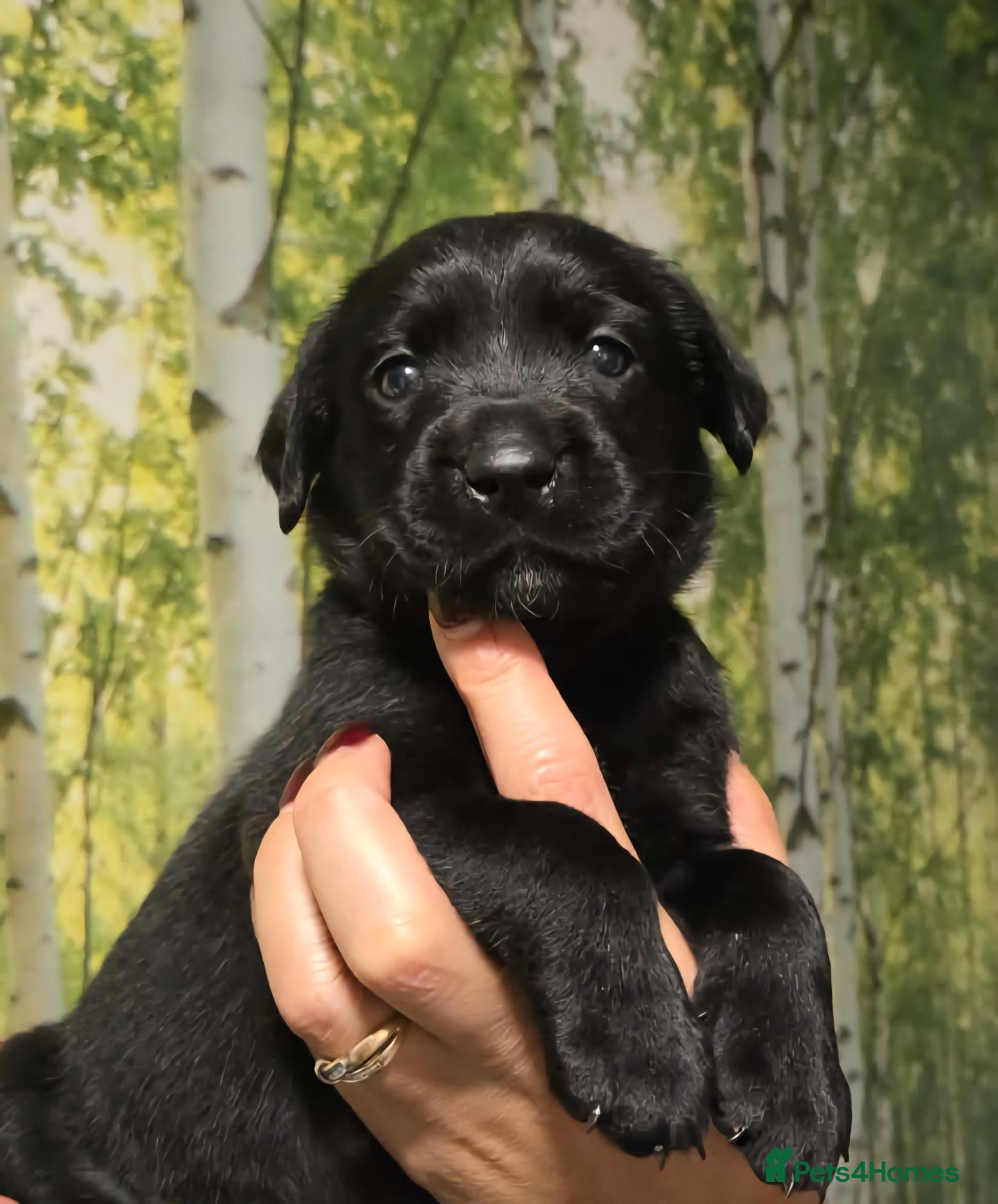 Labrador Retriever dogs  BEAUTIFUL PUPPIES FROM FULLY HEALTHTESTED PARENTS - Advert 8