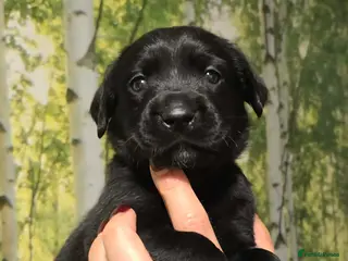 Labrador Retriever dogs BEAUTIFUL PUPPIES FROM FULLY HEALTHTESTED PARENTS - Advert 8