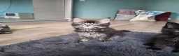 Maine Coon cats for sale: Amazing Maine Coon kittens 😍  - Advert 5