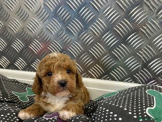 Cavapoochon dogs Cavapoochon puppies for sale - Advert 3