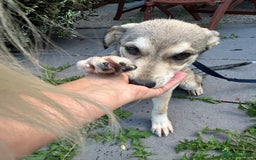 Mixed Breed dogs for adoption: Iris - Norwich Norfolk  - Image 4