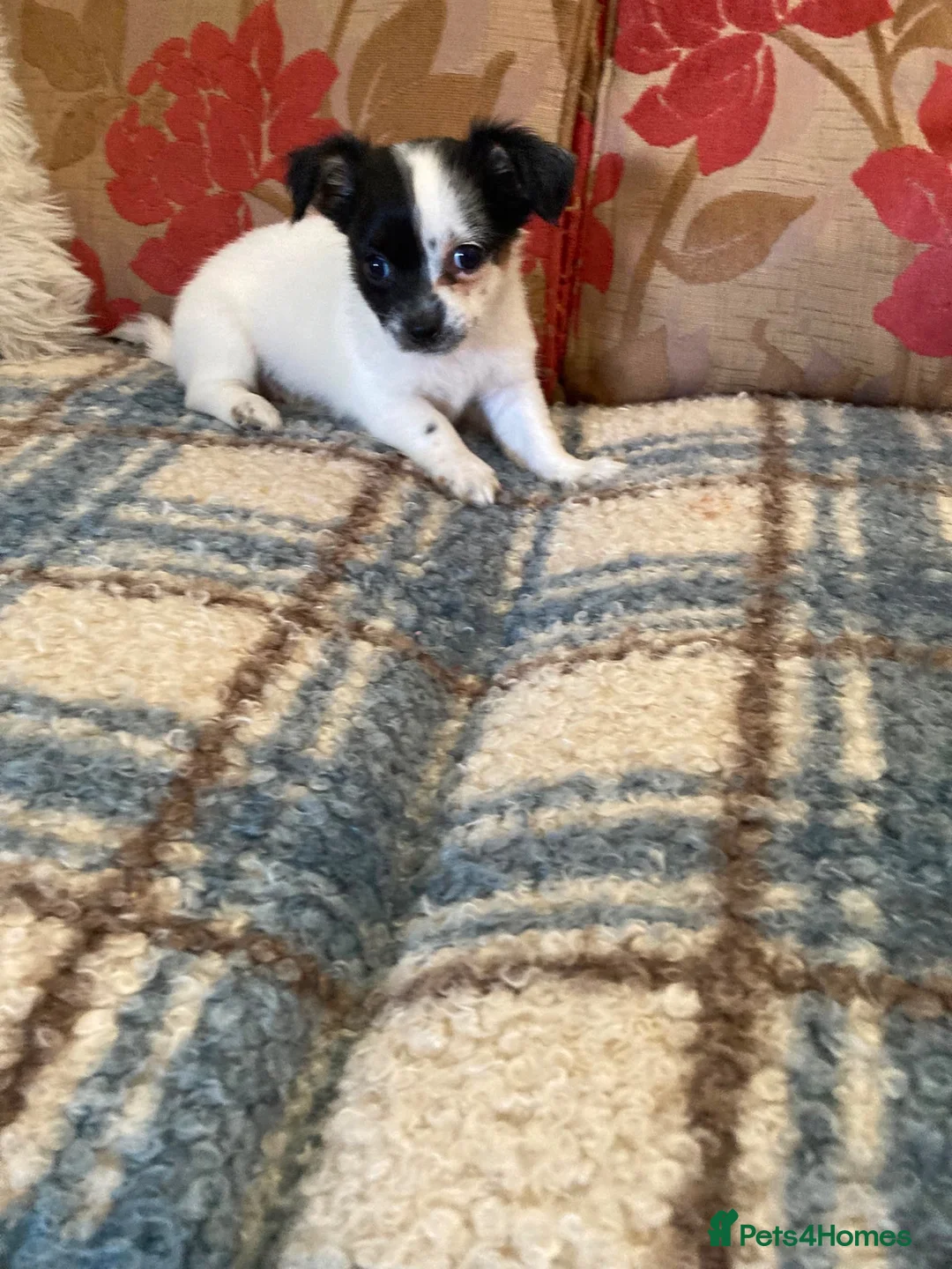 Jack Chi dogs for sale: 4 Beautiful pups - Advert 5